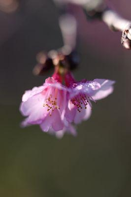 2024 Cherry blossoms (Grove is 1/2 mile past the park.  Trees in the park, and botanical garden starting to bloom.  01.06.2024