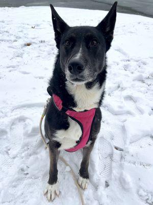 Edit: ADOPTED! Winnie in the snow out on a Fido Field Trip. Available to adopt! Call CASPCA for more information.