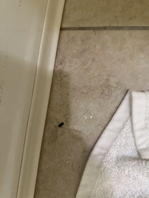 Bed bug on floor