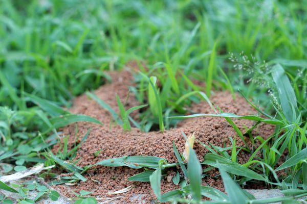 Fire Ant Treatment Guaranteed for 1 year