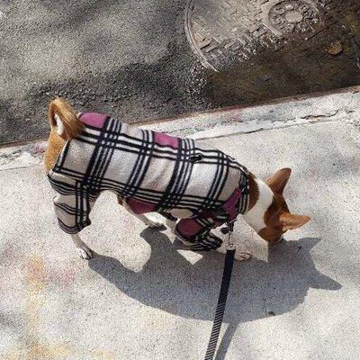 Exploring the block on a solo walk with Bare Paws