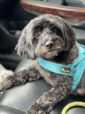 One of my fur babies on the way home from Snoopy's! I love the way they groom him!