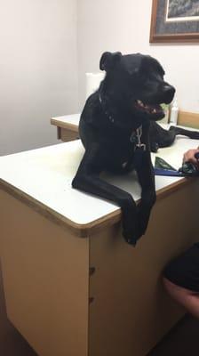 Loving the vet