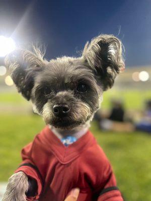 Full groom yorkiepoo