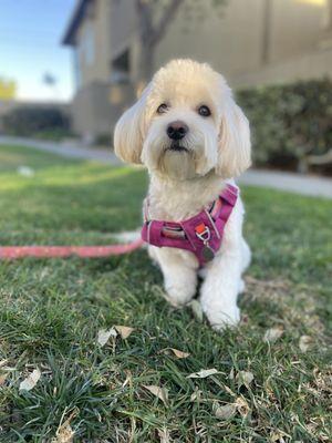 A clean poofy pooch