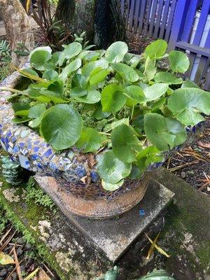 I think this is lotus growing in one of the many pots in the garden here.