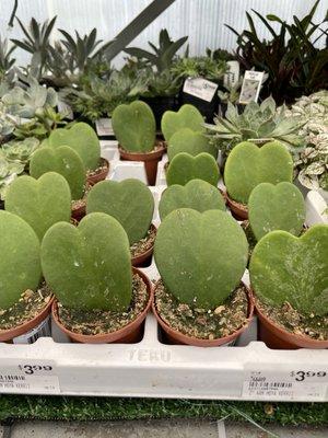 Love the houseplants section including these rare heart succulents