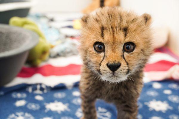 Cheetah cub at Tanganyika Wildlife Park