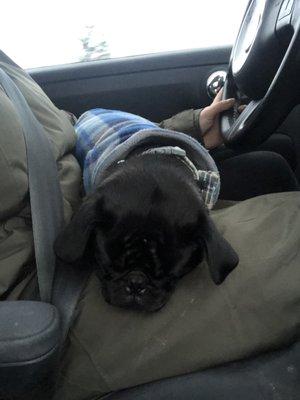 Passed out in the car on the way home