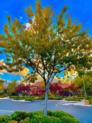 Valley Tree Masters