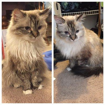 Before and after- she's not very photogenic but you can definitely tell how much better she looks!