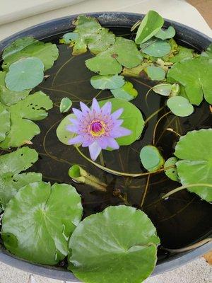 Water Lily...