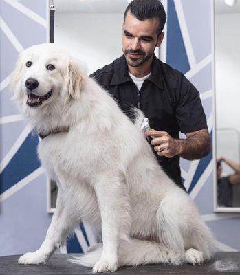 Nayandis grooming Great Pyrenees San Diego CA