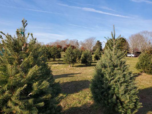 Front of the Christmas tree farm!