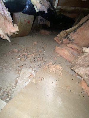 Crawlspace Rat infestation and nesting