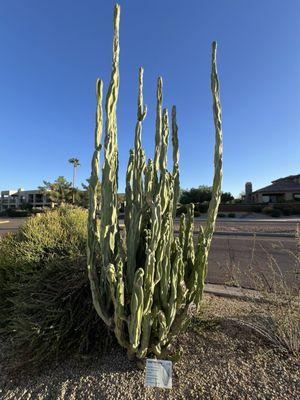 Totem Cacti