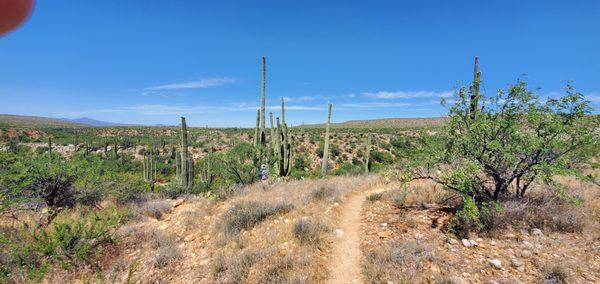 really well manicure Trail.