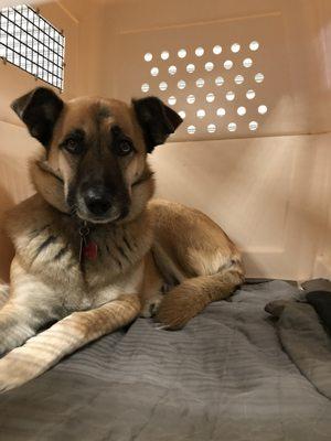 "Zina" super comfortable and relaxed in her travel crate!