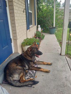 KIda, a 6-month-old German Shepherd, I get to spend time with when she boards in my home, when her owner has a long weekend work schedule.