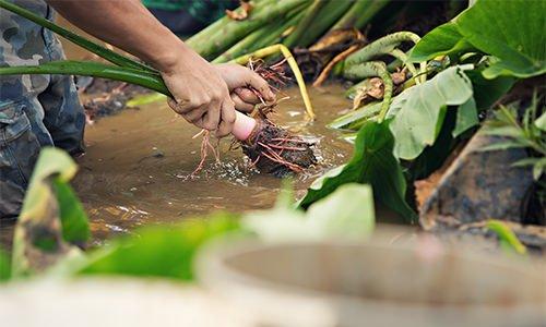 Kalo(Taro)