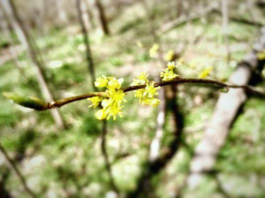 Billy Goat Trail - Section  A