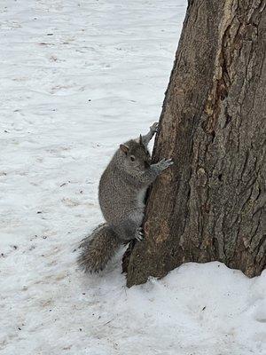 Chunky squirrels