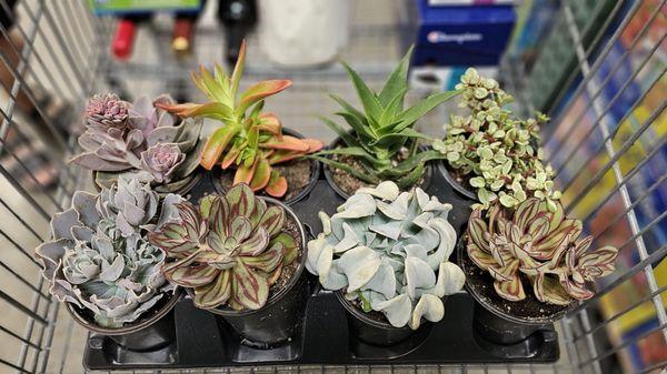 $24 for 8 succulent varieties