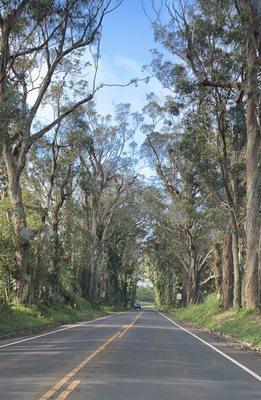 What a wonderful tree tunnel! Driving through it like going between two worlds.