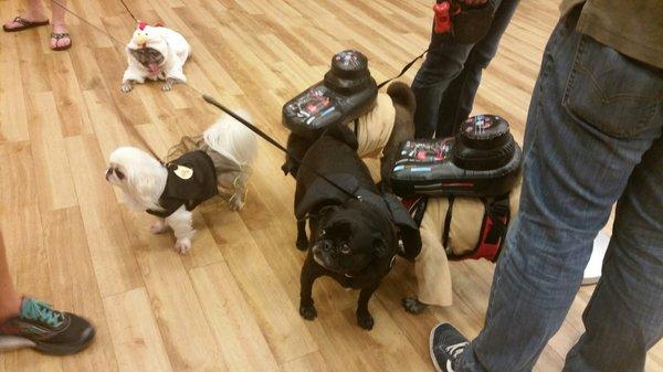 Pug-o-ween 2016. Ghostbusters pugs, Batpug