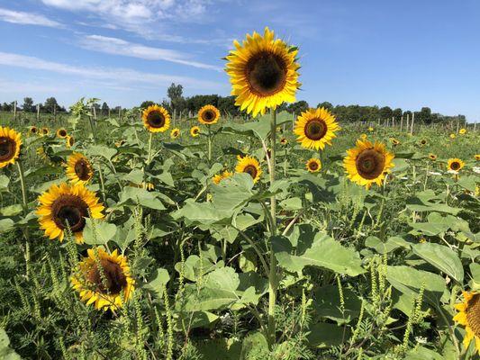 Sunflower field