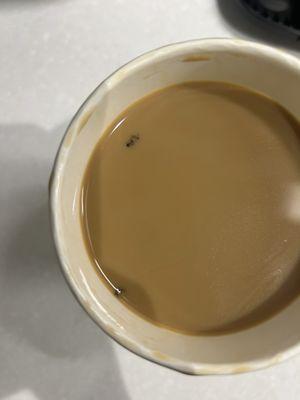 Roaches in coffee