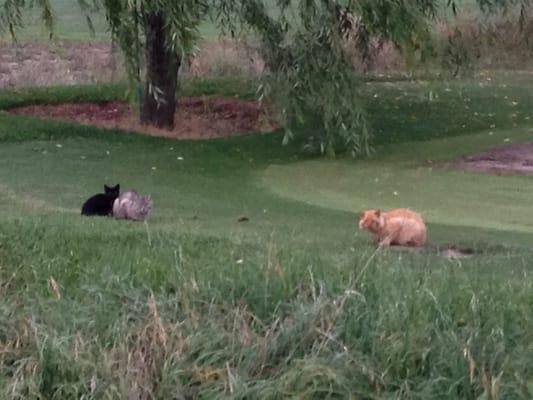 Feral cats on #11