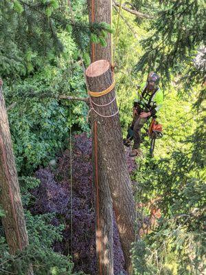 Daniel Goss, removal of uprooted fir tree that laid over into another fir tree.