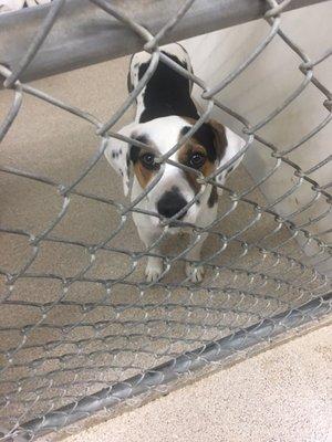 Dog in kennel at taps