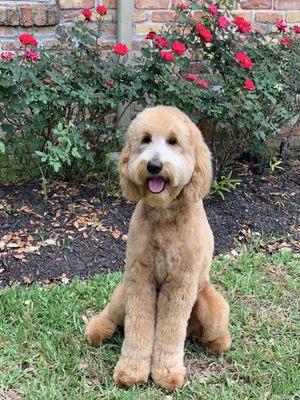 Goldendoodle haircut