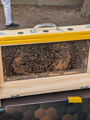 Honeybees are hard at work.