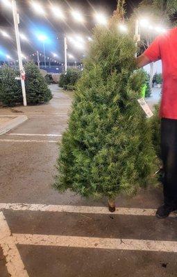 Friendly Staff Holding a Douglas Fir