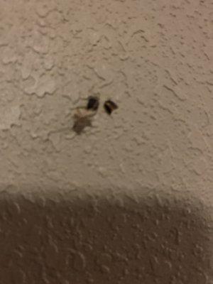 Bugs on wall