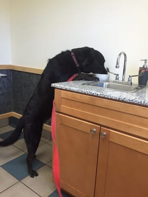 Just be aware there is a bowl of treats on the counter...can't take my eye off of her for one min because this happened...