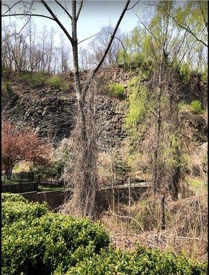 Unaddressed invasive species vines killing wetlands trees