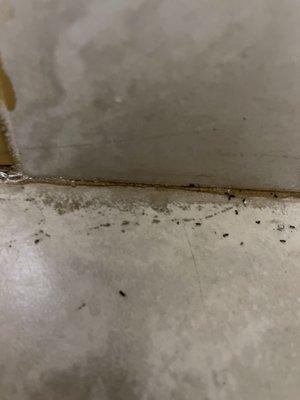 dead ants