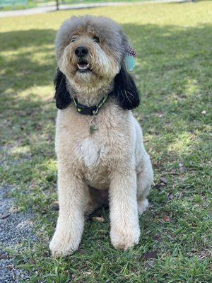 Chewie, best haircut she ever had! Thanks to Annie!