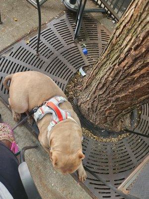 Our service dog laying down while so much is going on