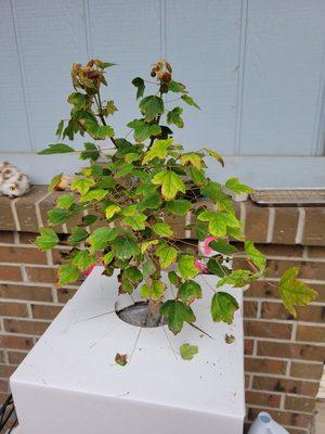 Trident maple, inner packinh