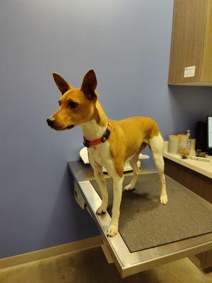 Rascal at his checkup - before all the shots!