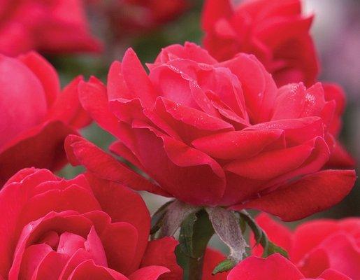 Double Red Knockout Rose