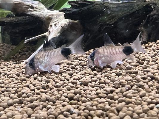 Panda Cory cats