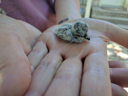 Baby Dove.