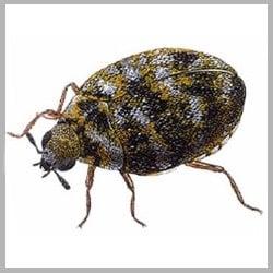 Carpet beetle