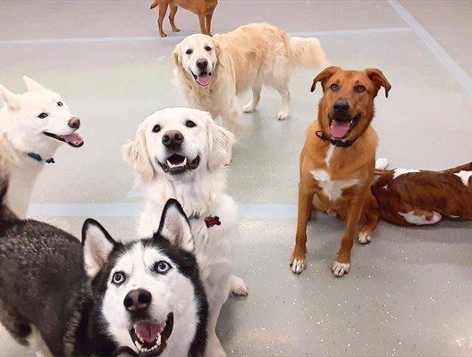 Doggy Daycare Half day